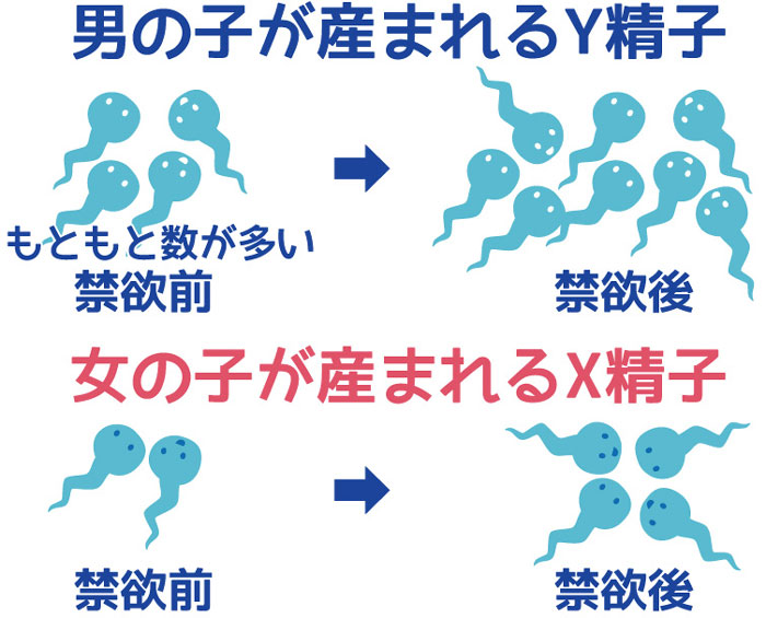 産み分けのジンクスは嘘 本当 根拠があるかどうか徹底的に調べてみた ぷち選